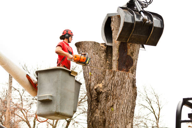 Professional Tree Care in Clarendon Hills, IL